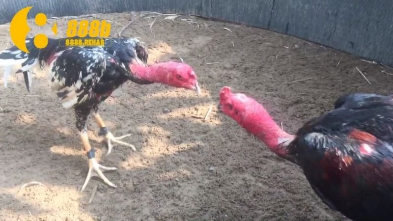 Đá Gà Đẳng Cấp - Khám Phá Thế Giới Thú Vị Của Môn Thể Thao Dân Gian 4 goc-nhin-ve-gia-tri-van-hoa