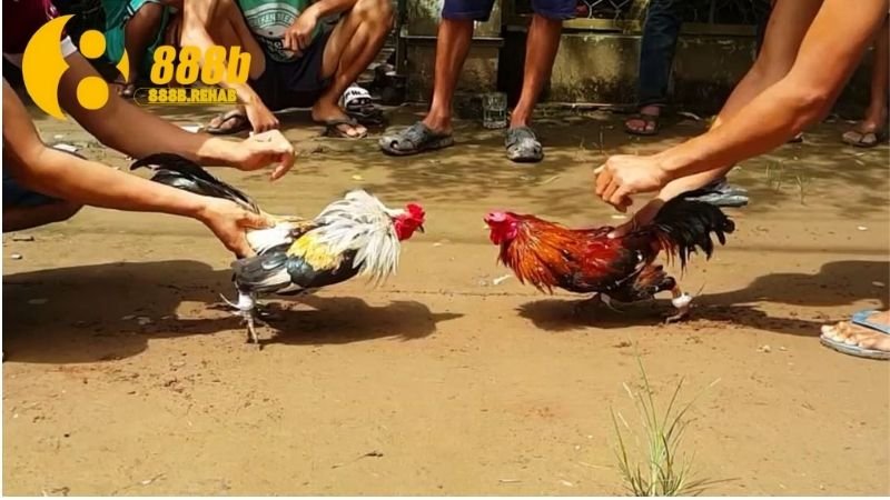 Đá Gà Đẳng Cấp - Khám Phá Thế Giới Thú Vị Của Môn Thể Thao Dân Gian 3 nhung-diem-noi-bat-trong-da-ga-dang-cap