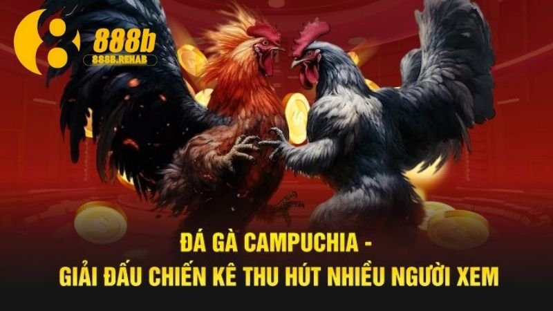 Gà Chiến Campuchia - Di sản văn hóa độc đáo và đầy hấp dẫn 3 ky-thuat-huan-luyen