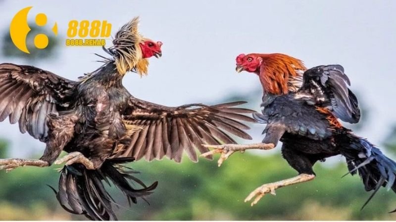 Gà Chiến Campuchia - Di sản văn hóa độc đáo và đầy hấp dẫn 4 tac-dong-van-hoa-va-xa-hoi