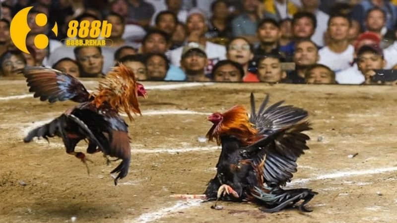 Gà Chiến Campuchia - Di sản văn hóa độc đáo và đầy hấp dẫn 2 su-khac-biet-cua-ga-chien-campuchia