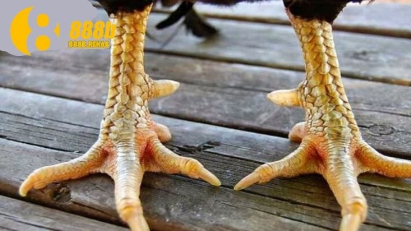Gà Chọi Huyền Thoại – Bí Quyết Chiến Kê Bất Bại 4 cac-giong-ga-choi-noi-tieng