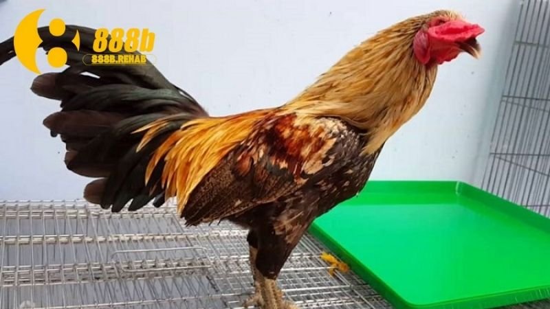 Gà Chọi Huyền Thoại – Bí Quyết Chiến Kê Bất Bại 2 gioi-thieu-ve-ga-choi