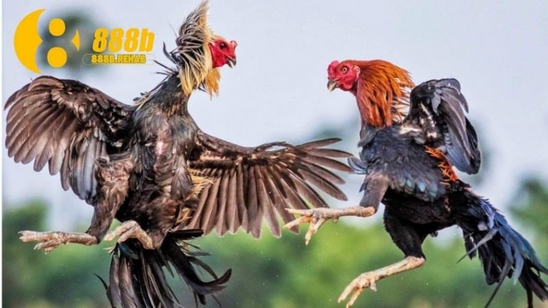 Gà Chọi Việt Nam - Biểu Tượng Độc Đáo và Đáng Tự Hào 2 gia-tri-van-hoa-cua-ga-choi-viet-nam