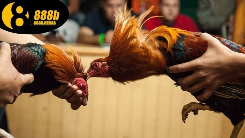 Cược đá gà Campuchia 888B tỷ lệ thắng cao 3 Cách tham gia cược đá gà tại 888b
