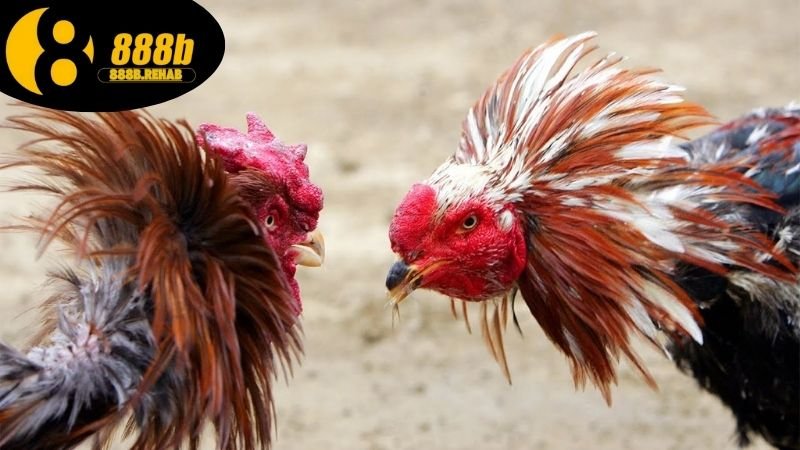 Cược đá gà Campuchia 888B tỷ lệ thắng cao 4 Kinh nghiệm cược đá gà dễ thắng