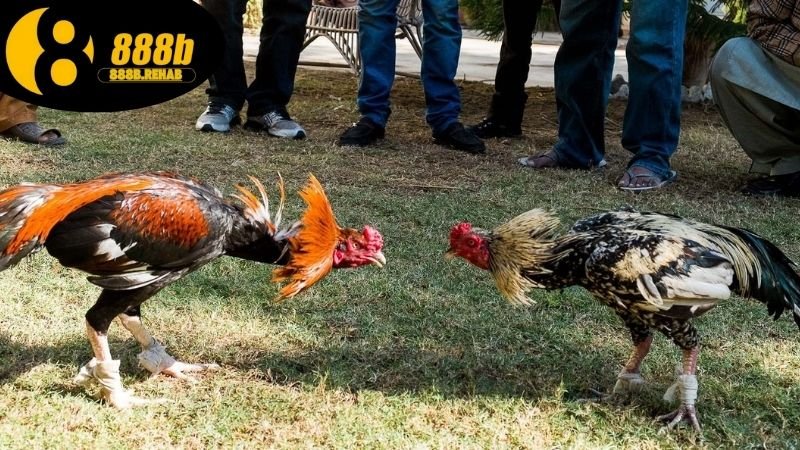 Đá gà ăn tiền thật 888B thắng lớn mỗi ngày 2 Đá gà ăn tiền thật 888b có uy tín không?