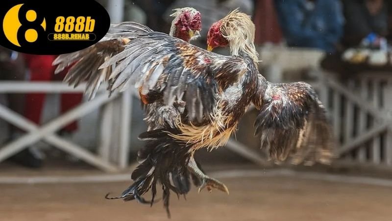 Đá gà ăn tiền thật 888B thắng lớn mỗi ngày 3 Hướng dẫn chơi đá gà ăn tiền tại 888b