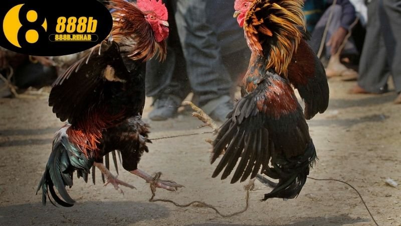 Đá gà ăn tiền thật 888B thắng lớn mỗi ngày 4 Mẹo cược đá gà dễ thắng tại 888b