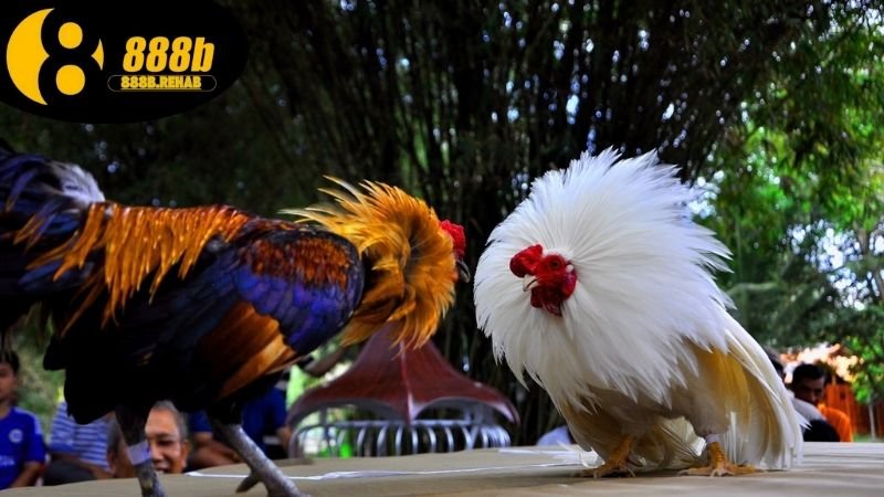 Đá gà trực tuyến 888B xem nhanh đặt cược dễ 2 Đá gà trực tuyến 888b có gì đặc sắc?