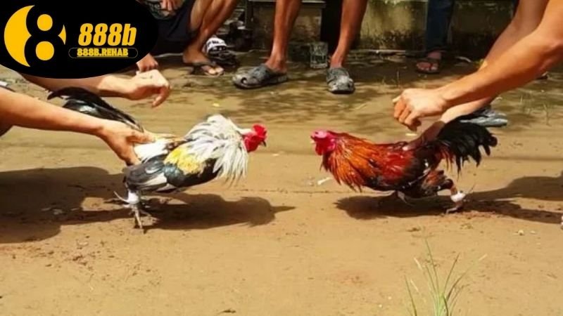 Đá gà trực tuyến 888B xem nhanh đặt cược dễ 3 Cách tham gia đá gà tại 888b