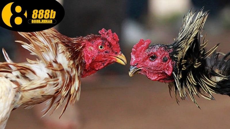 Xem đá gà Thomo hôm nay tại 888B full HD 2 Xem đá gà Thomo hôm nay tại 888b