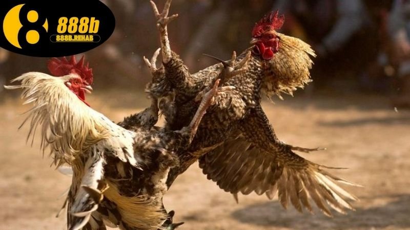 Xem đá gà Thomo hôm nay tại 888B full HD 3 Hướng dẫn xem đá gà tại 888b