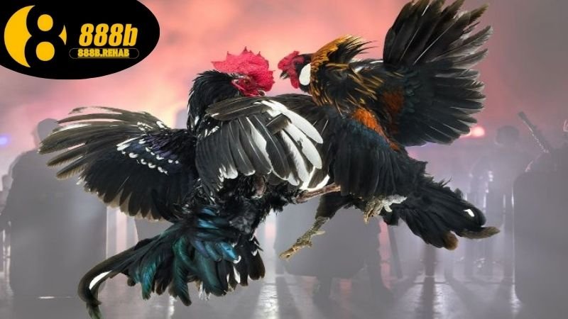Xem đá gà Thomo hôm nay tại 888B full HD 4 Ưu điểm khi xem đá gà tại 888b